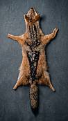 A beautiful African black-backed jackal hide draped elegantly over a wooden chest in a luxury safari lodge-themed entryway