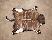 South African male nyala skin rug professionally tanned