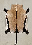 Close-up view of the dense hair-on coat and high-quality, supple leather backing of a professionally tanned South African gemsbok hide