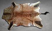 Close-up view of the supple leather backing and short, fine hair-on coat of a professionally tanned Red Hartebeest skin