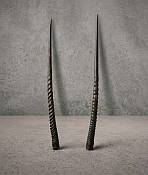 Natural  Polished Gemsbok Horns