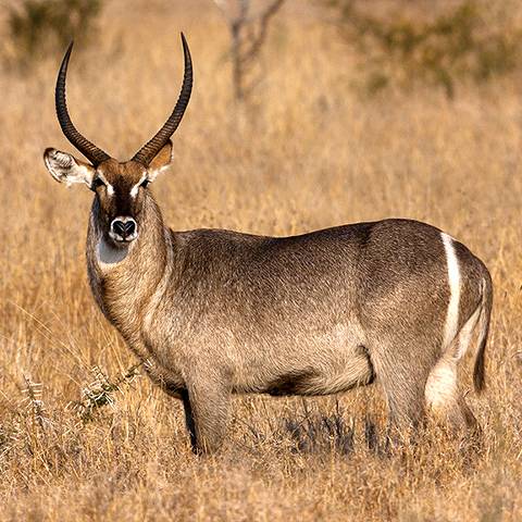 African Waterbuck